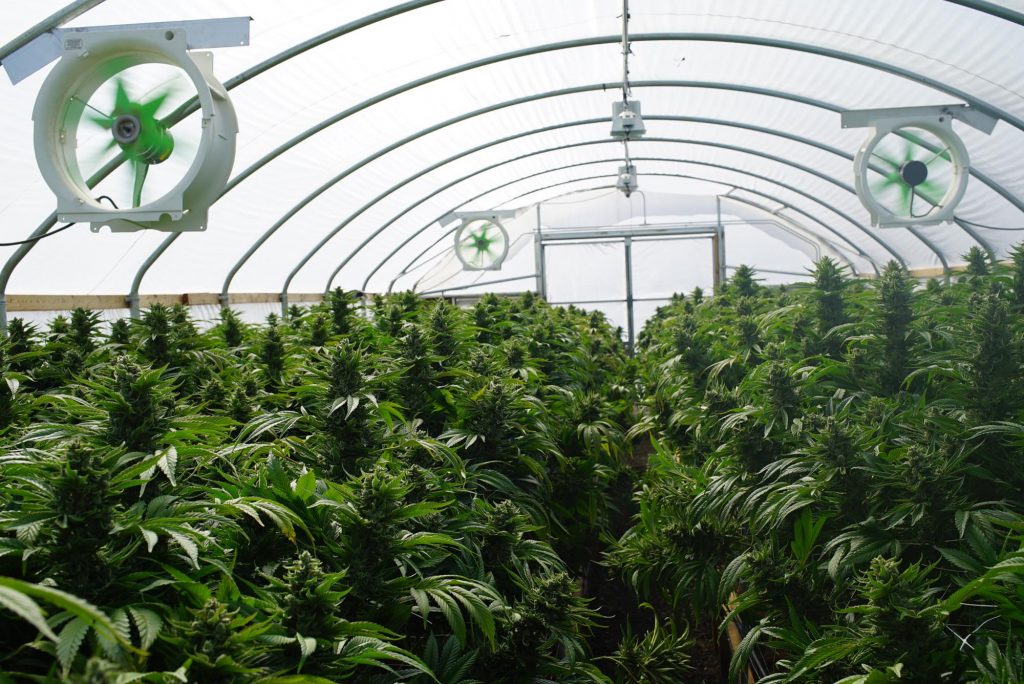 Large Legal Marijuana Commercial Grade Greenhouse Cannabis Indica Plants